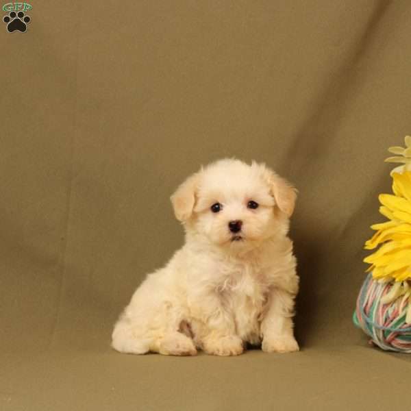 Emerson, Maltipoo Puppy